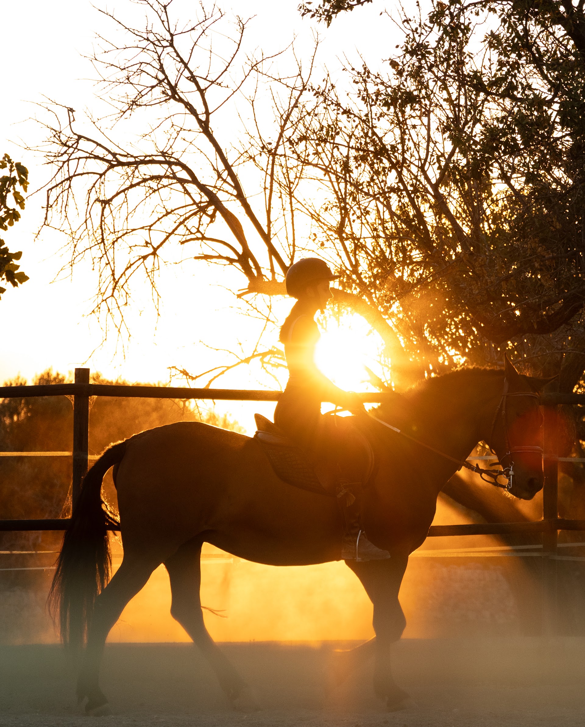 Horseback Riding in Colònia de Sant Pere photo 2