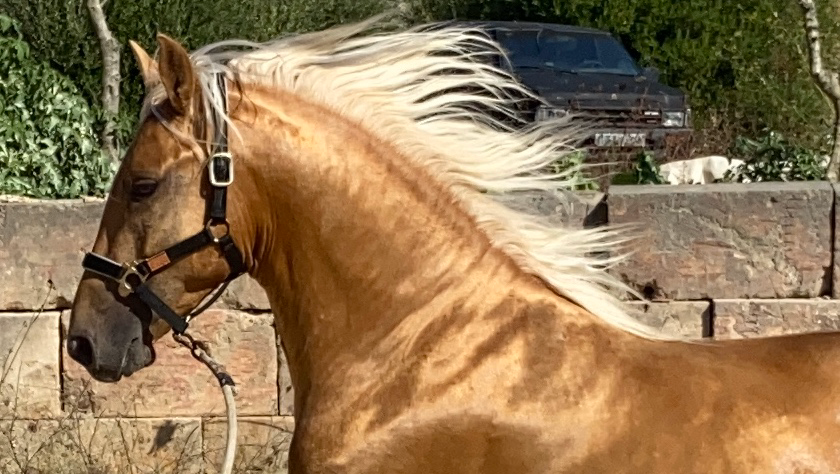 Horseback Riding in Colònia de Sant Pere photo 4