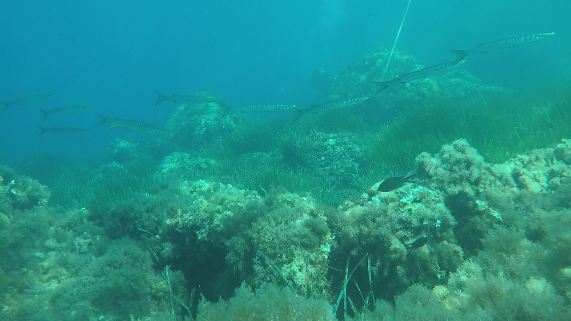 Diving & Snorkeling in Cala Llonga photo 3