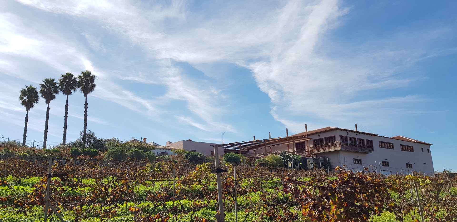 Wine Tasting in El Pinar photo 1