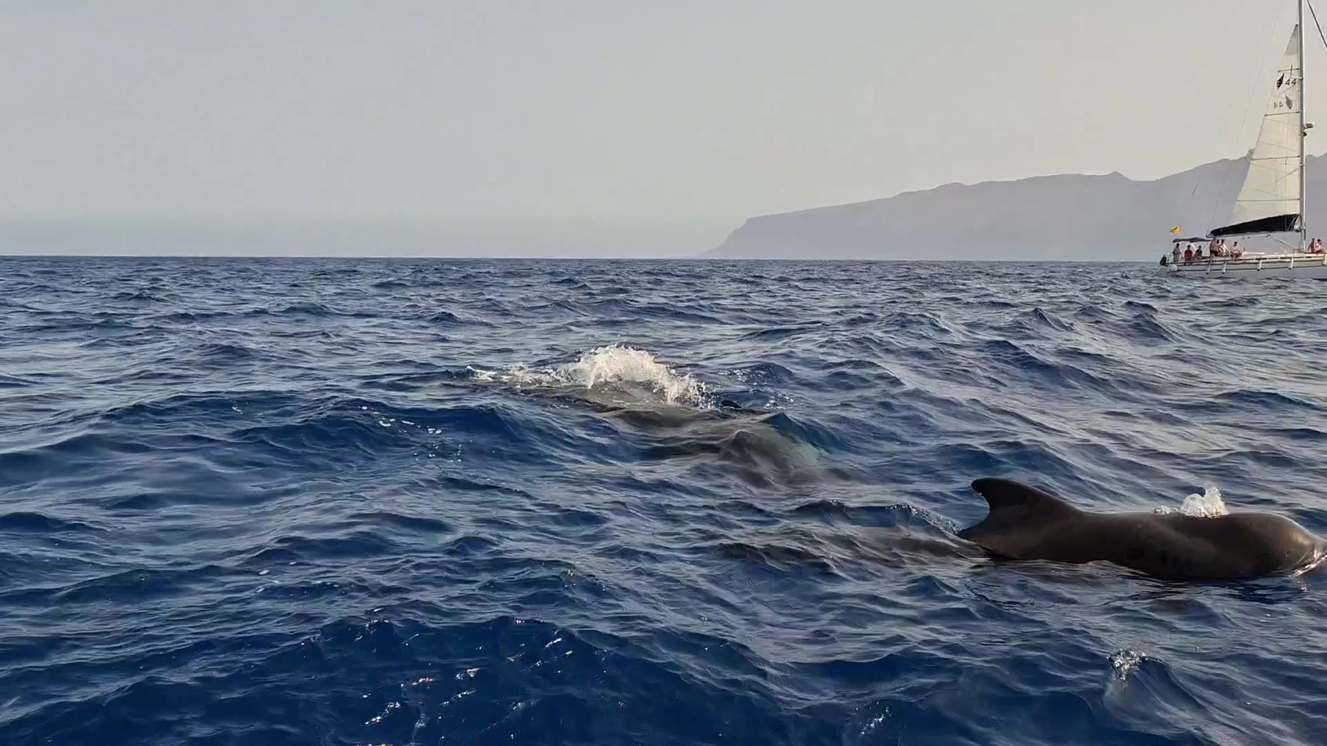 Whale Watching in San José photo 3