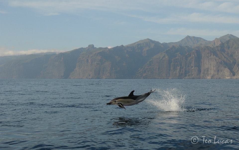 Whale Watching in San José photo 4