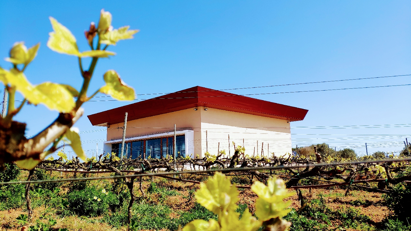 Wine Tasting in Cala en Bosch photo 1