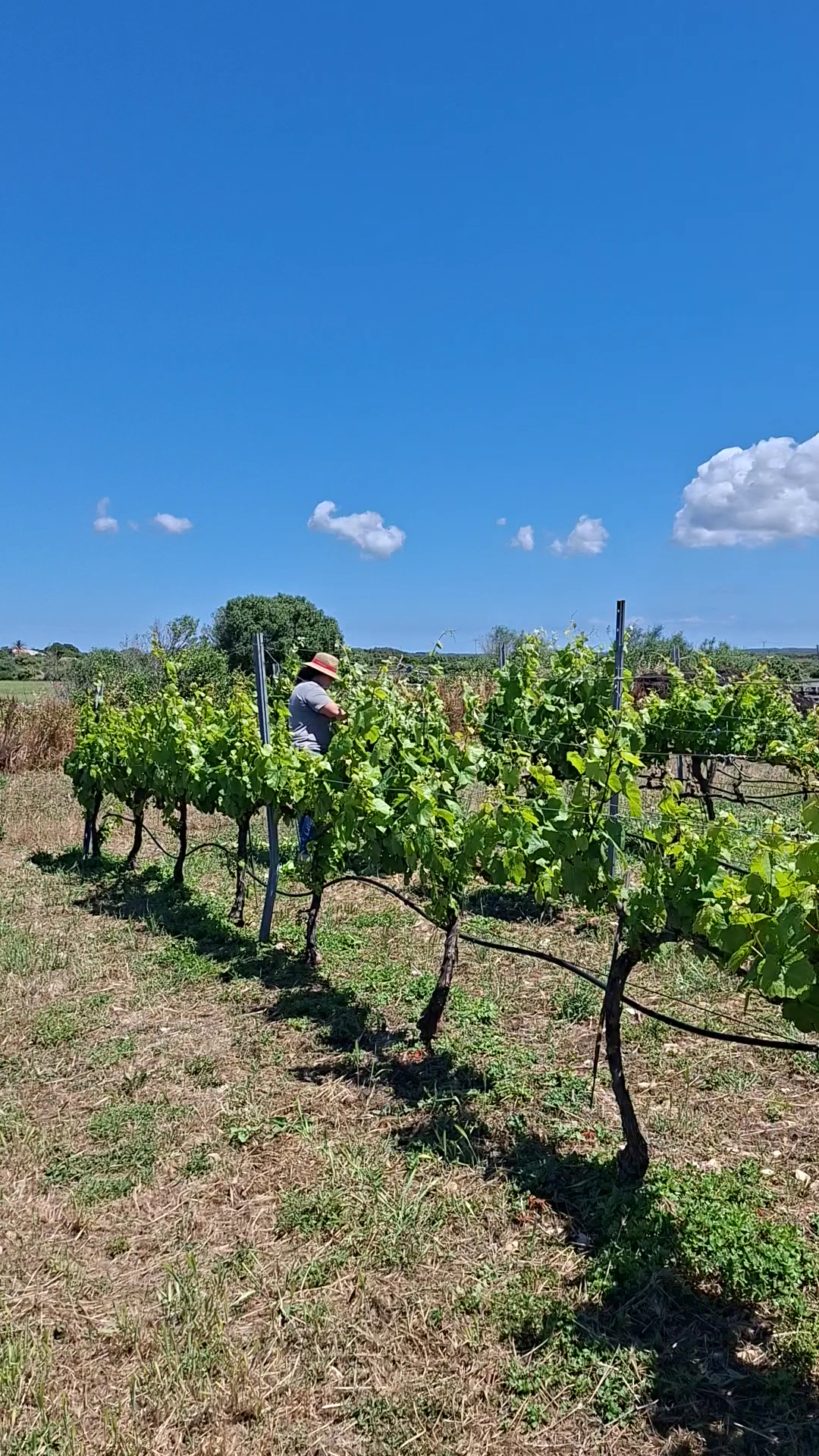 Wine Tasting in Cala en Bosch photo 3