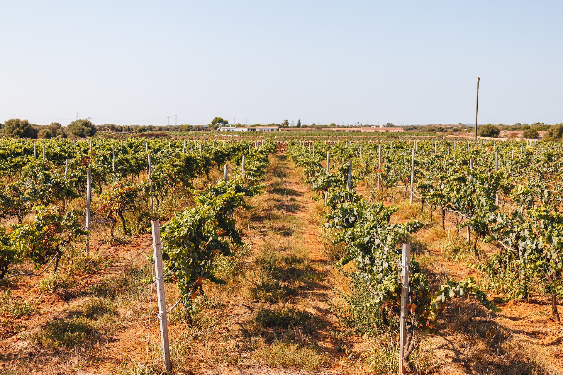 Wine Tasting in Cala en Bosch photo 5