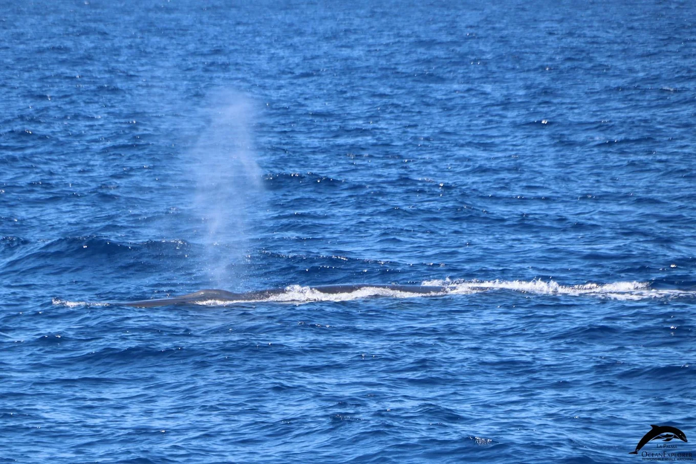 OceanExplorer Responsible & Educational Whale Watching