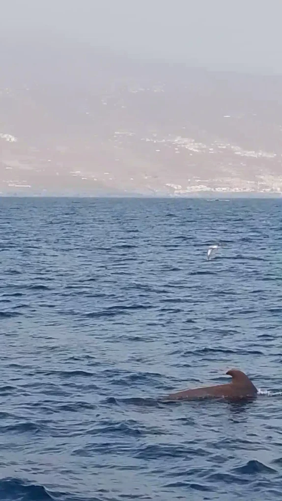 Dolphin Watching in Puerto de la Cruz photo 4