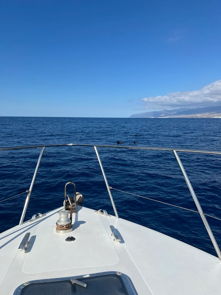 Dolphin Watching in Puerto de la Cruz photo 5