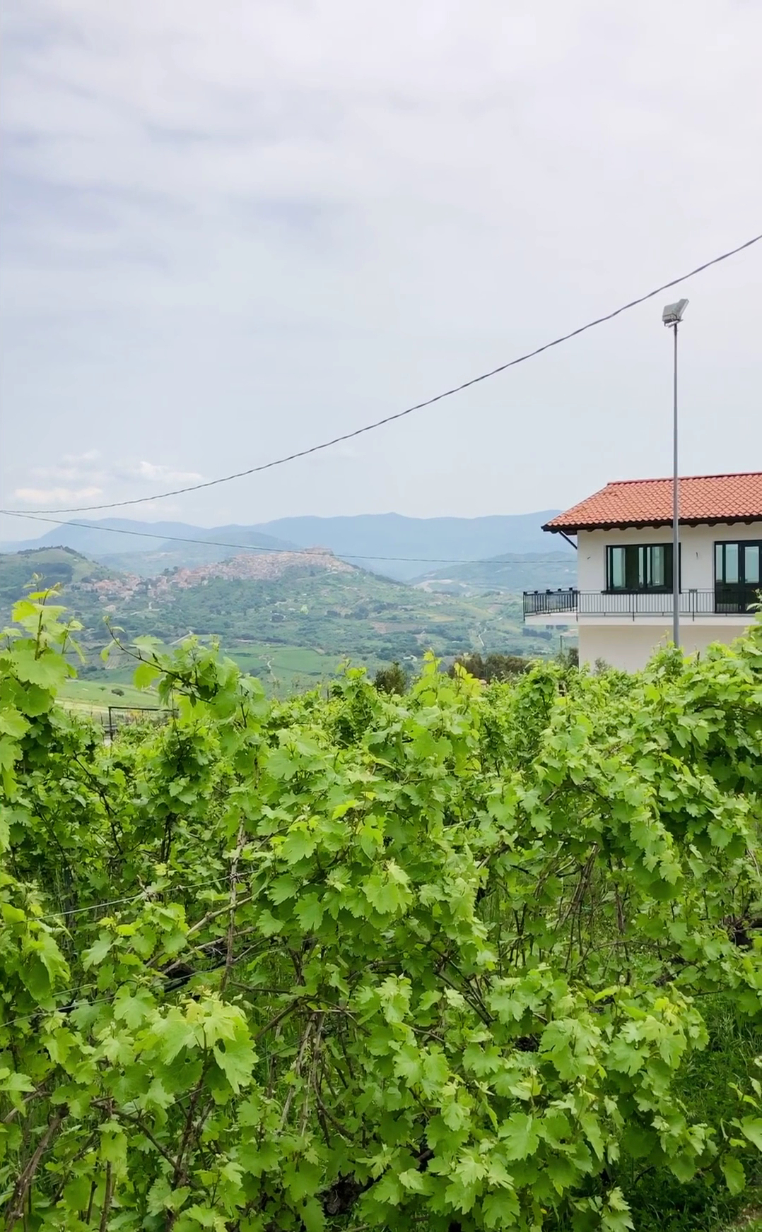 Wine Tasting in Linosa photo 4