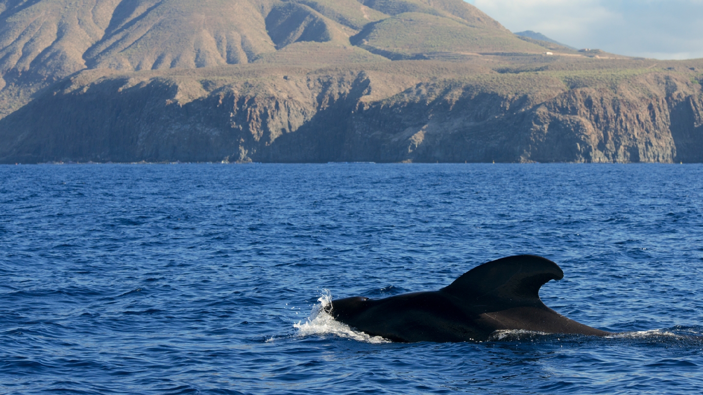 Whale Watching in Playa de las Américas photo 1