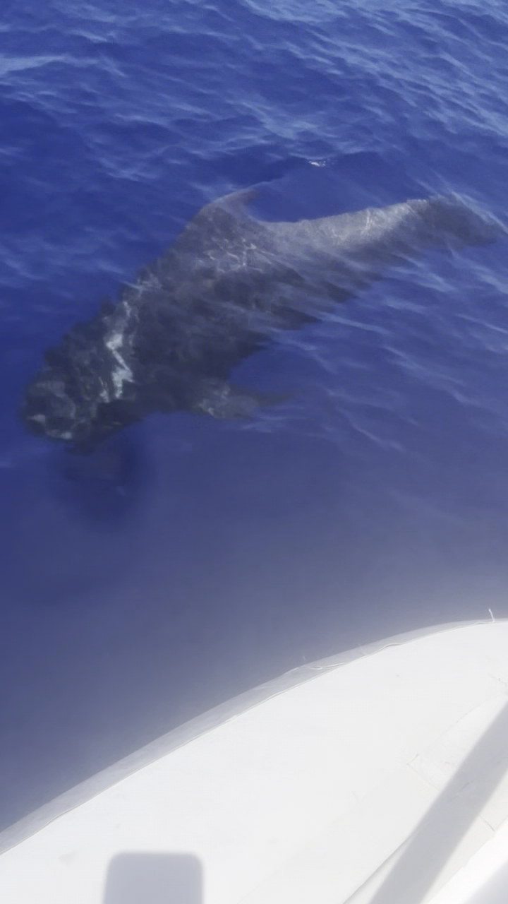 Whale Watching in Playa de las Américas photo 2