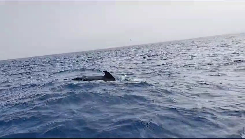 Whale Watching in Playa de las Américas photo 3