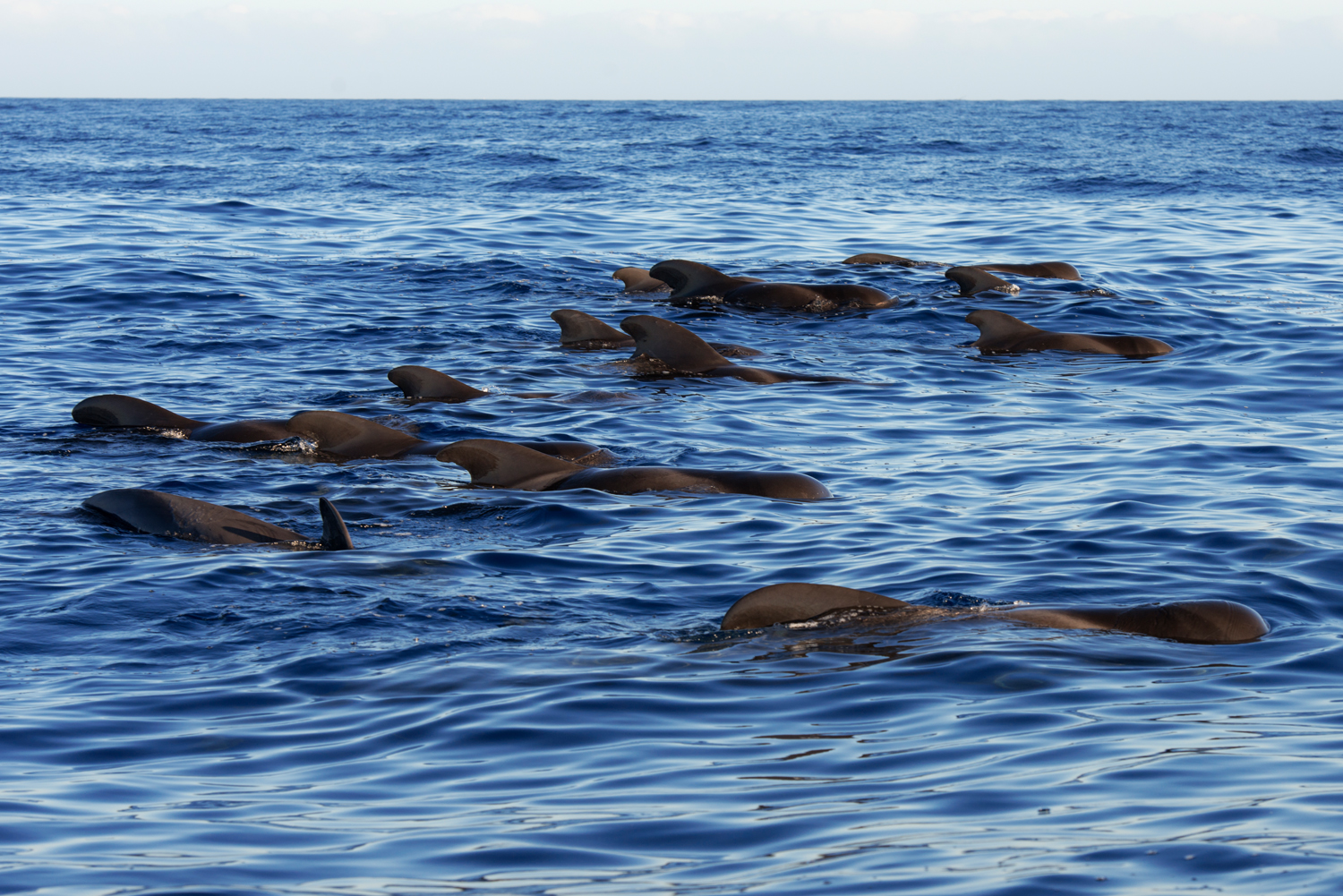 Whale Watching in Playa de las Américas photo 4