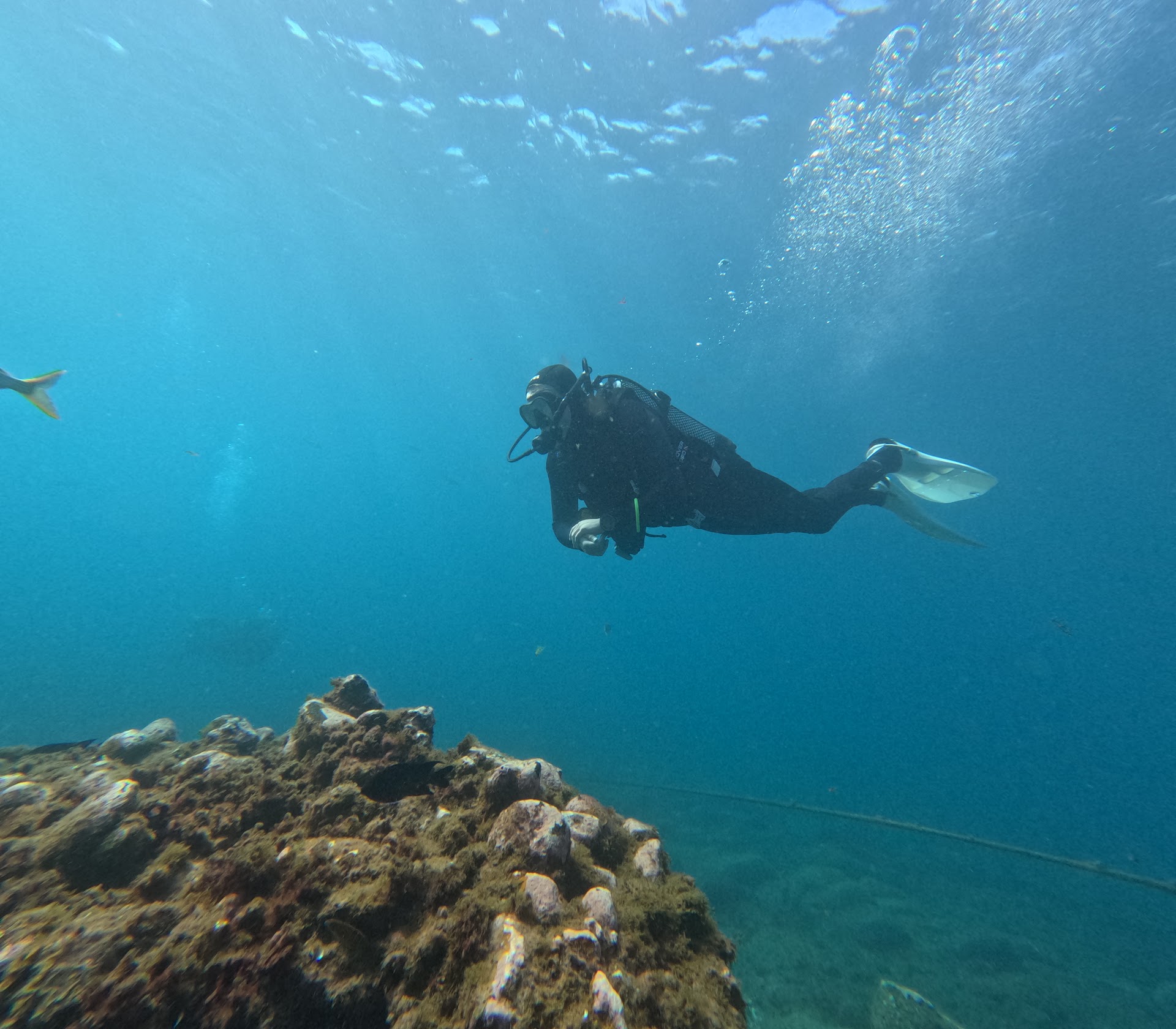 Brothers Diving