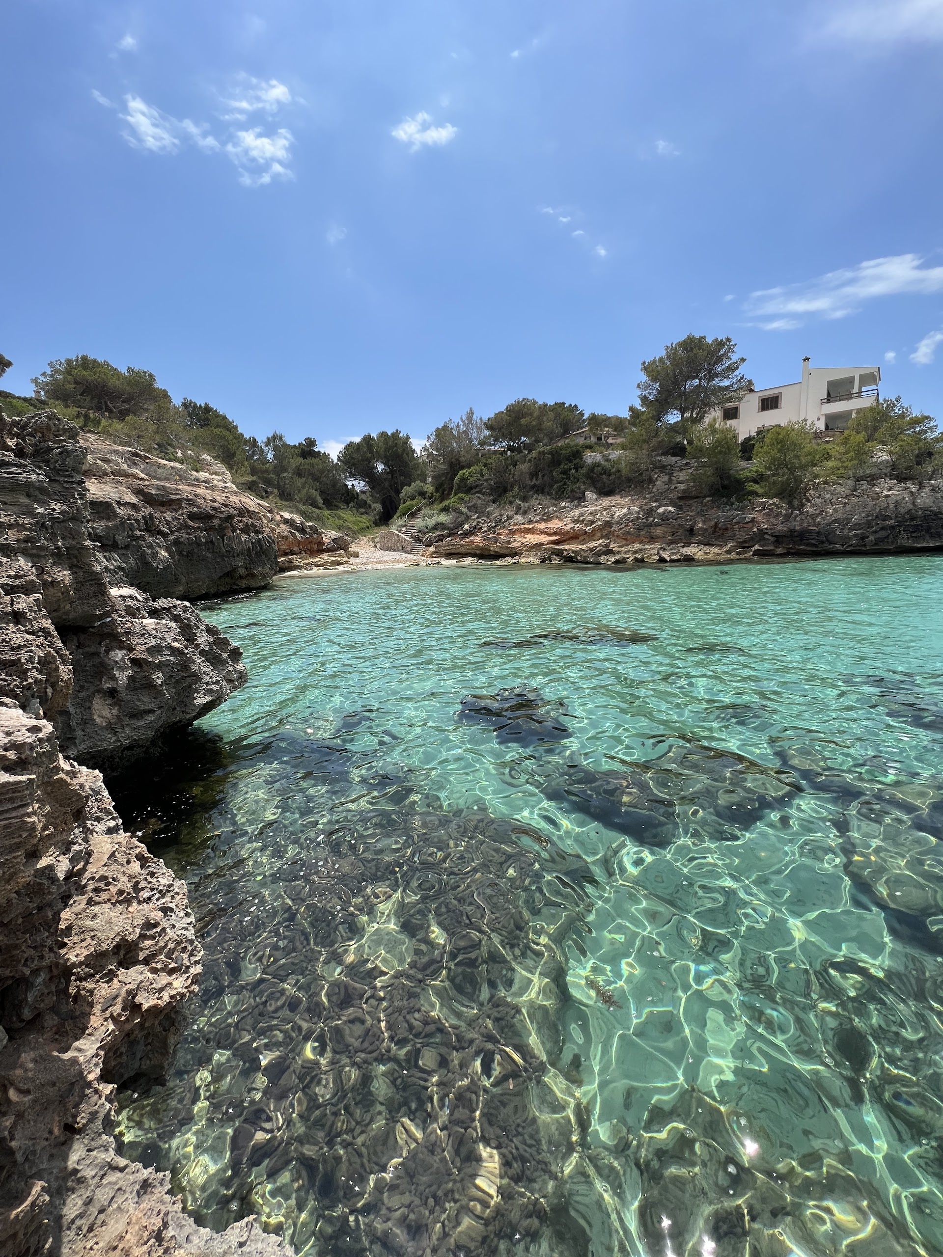 Dolphin Watching in Cala Blava photo 5