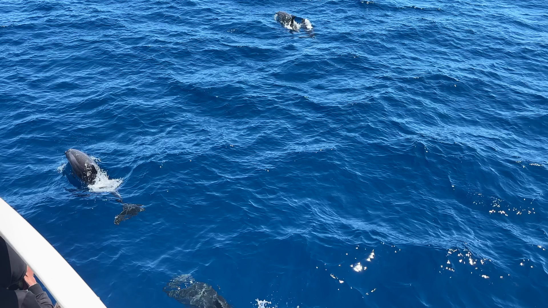 Dolphin Watching in Cala d'Or photo 3
