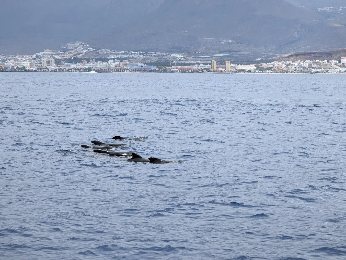 Glass Bottom Boat in Los Cristianos photo 3