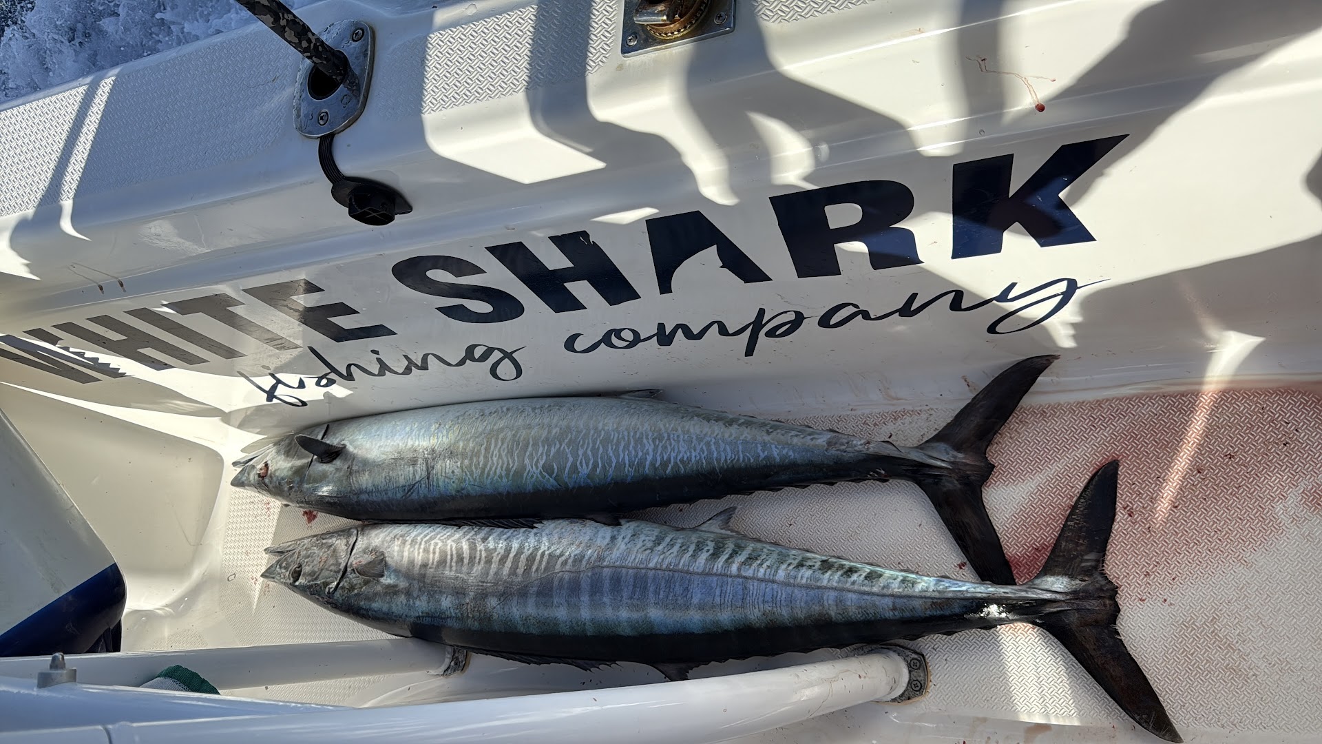 Tenerife Anglers Charter