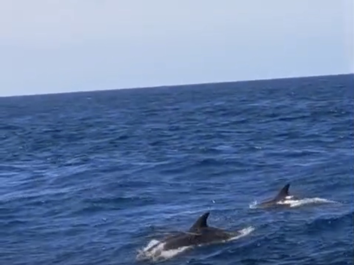 Whale Watching Mogán photo 2