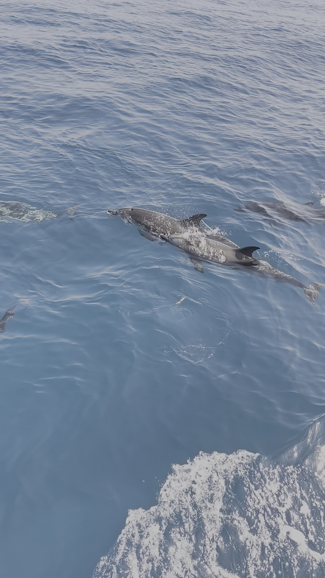 Whale Watching Mogán photo 3