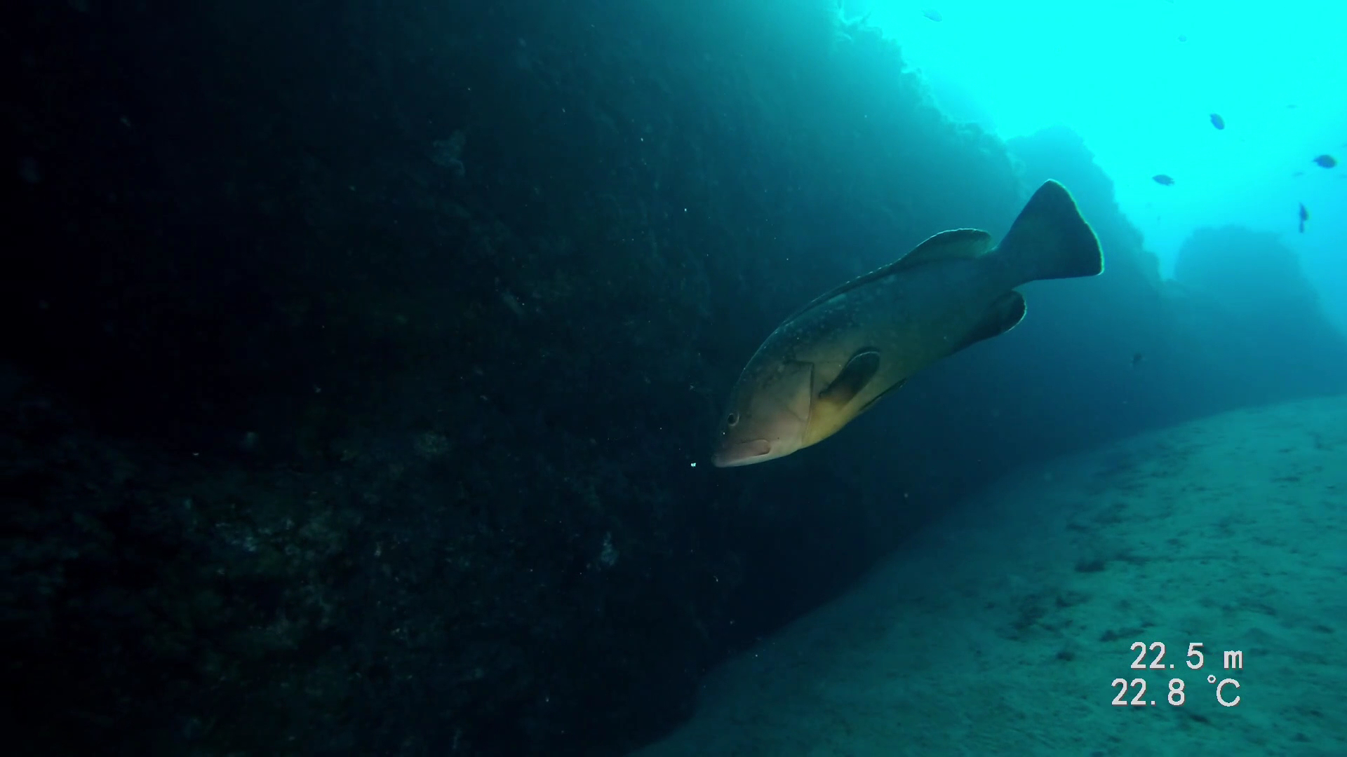 Diving PH photo 3