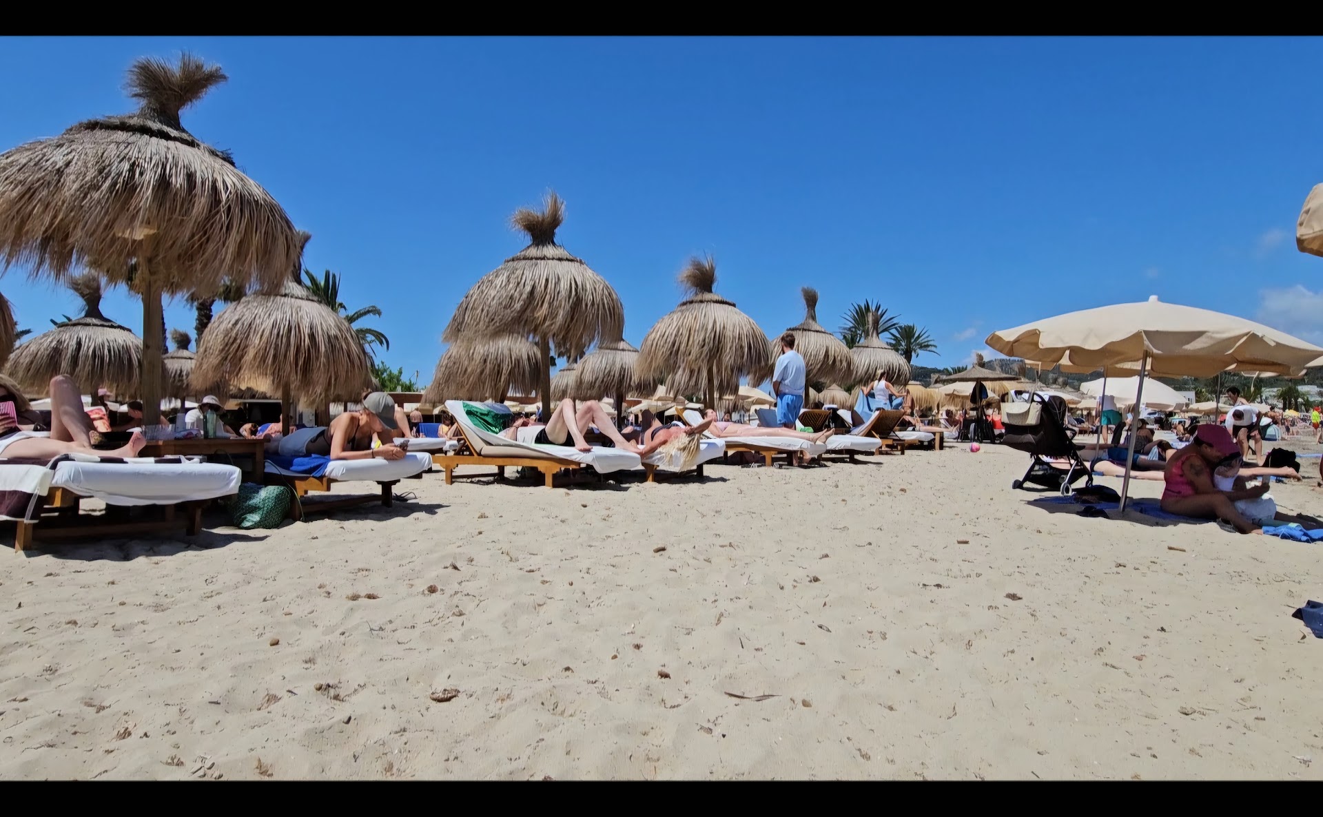 Dolphin Watching in Talamanca photo 2