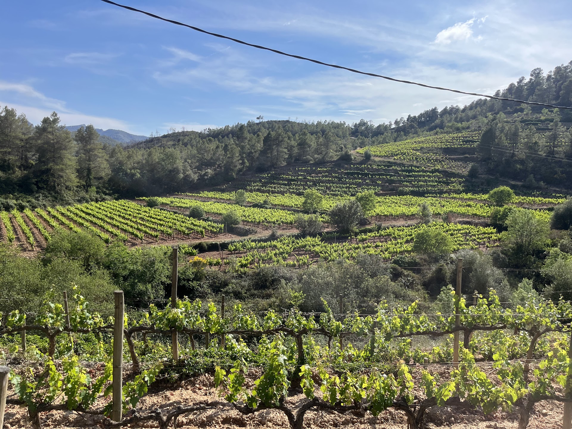 Wine Tasting in Sant Rafel photo 1