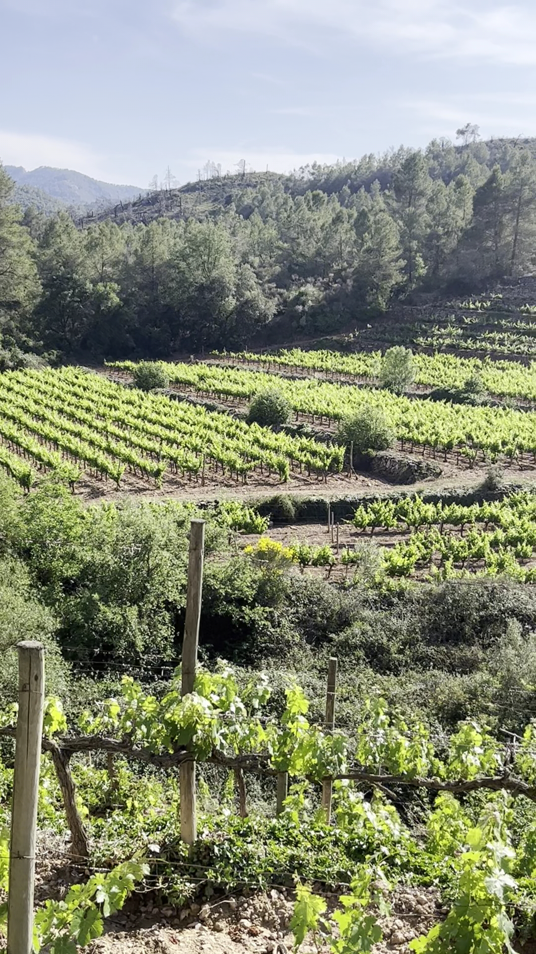 Wine Tasting in Sant Rafel photo 3