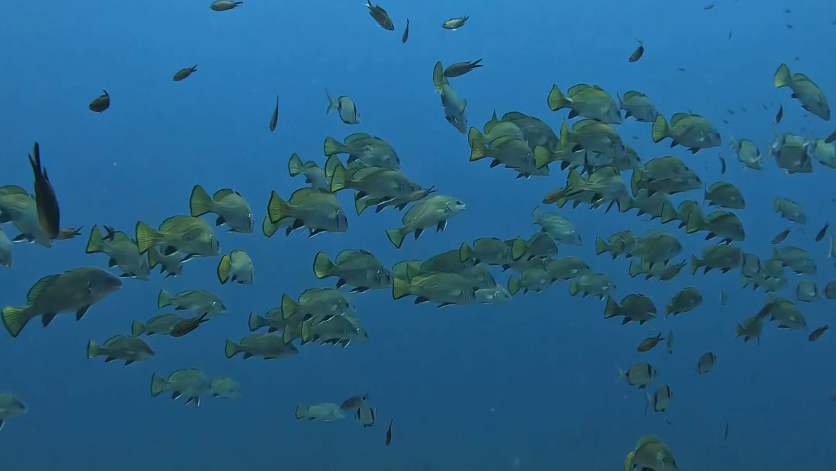 Scuba Courses in Playa de Muro photo 3