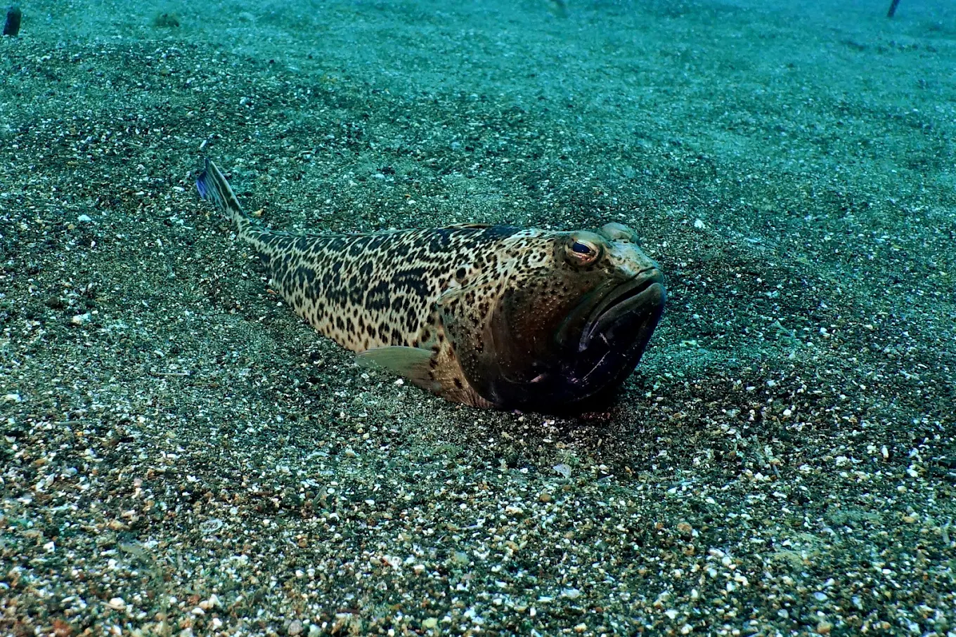 Diving & Snorkeling in Puerto Calero photo 3