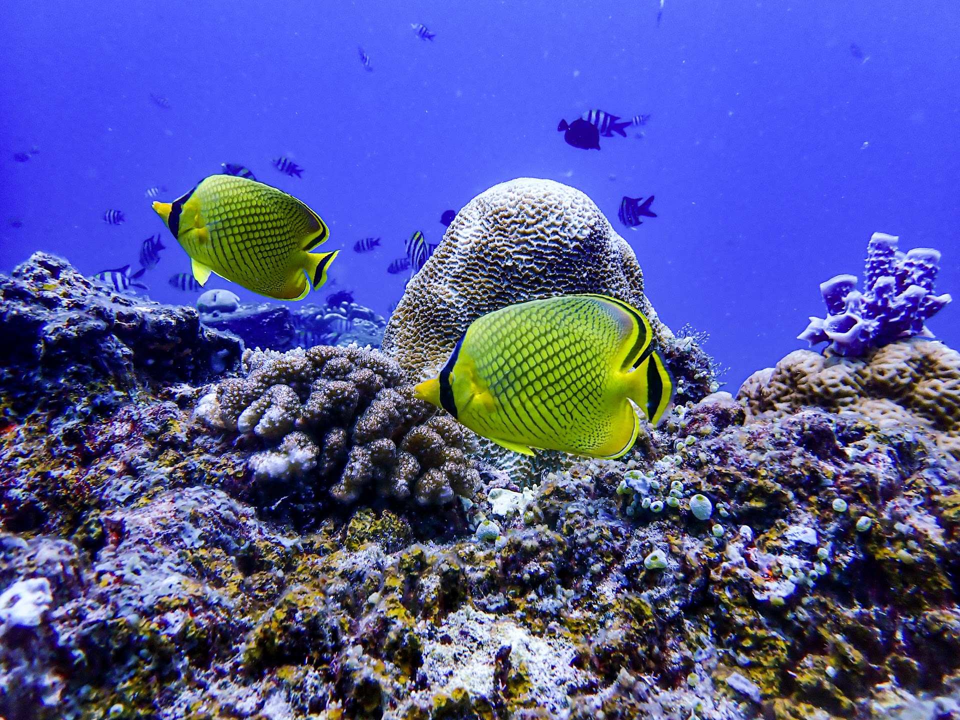 Diving & Snorkeling in center photo 4