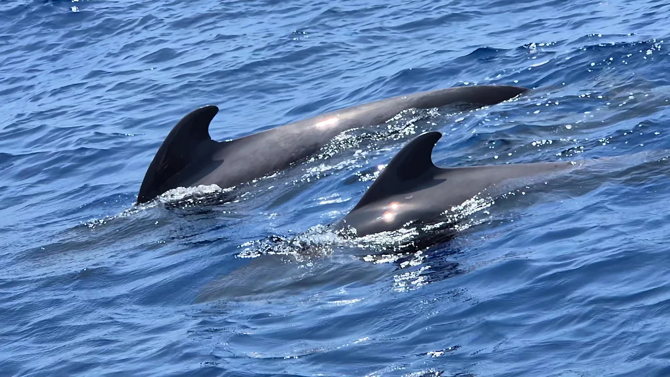 Whale Watching in La Laguna photo 2