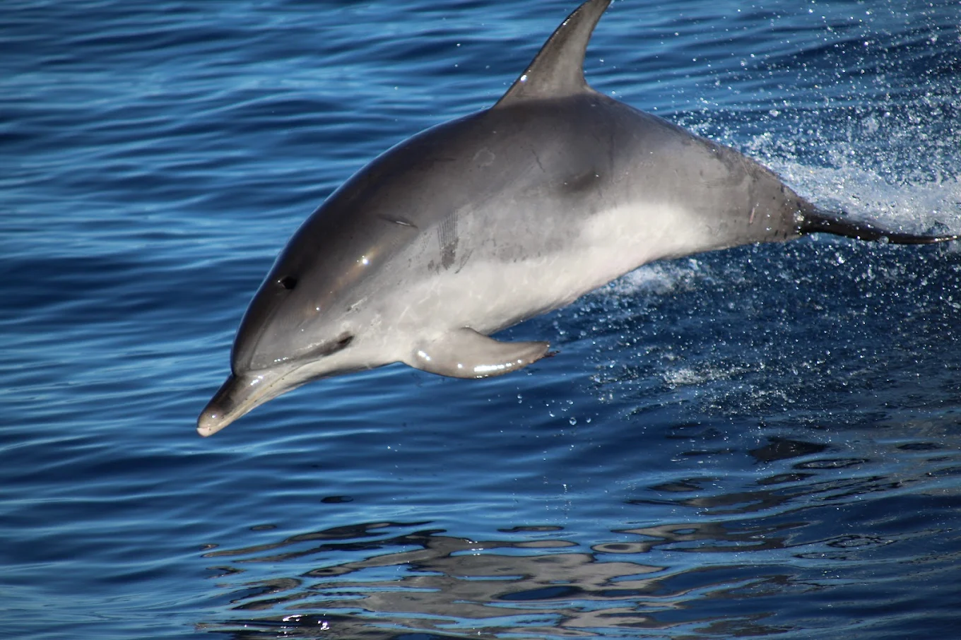 Whale Watching in La Laguna photo 3