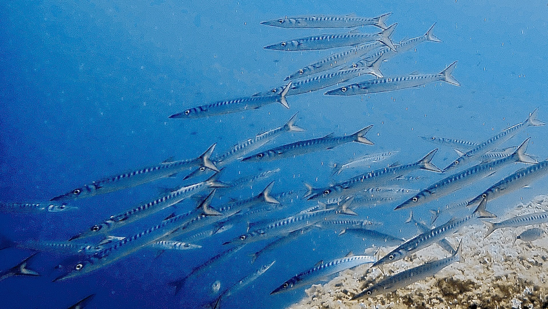 Scuba Courses in Cala Pi photo 1