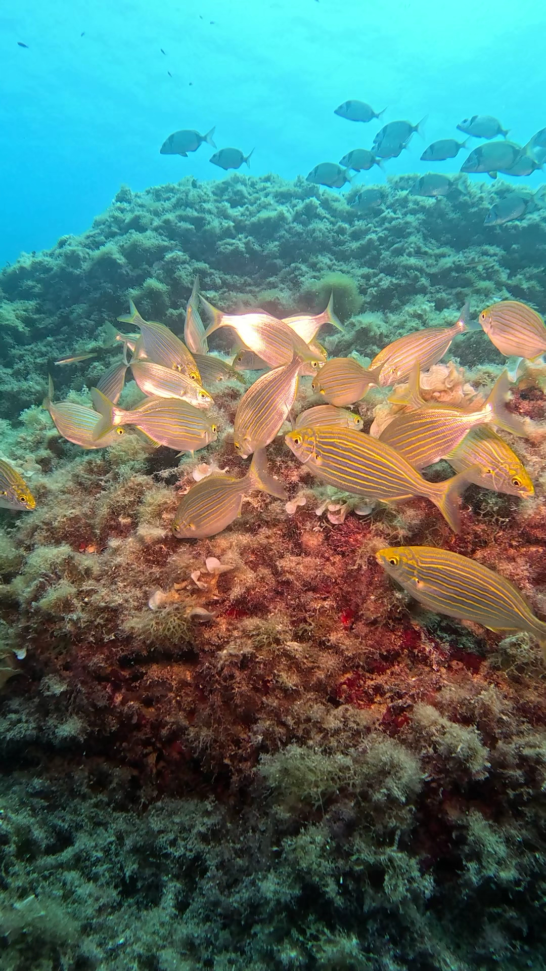 Scuba Courses in Cala Pi photo 3