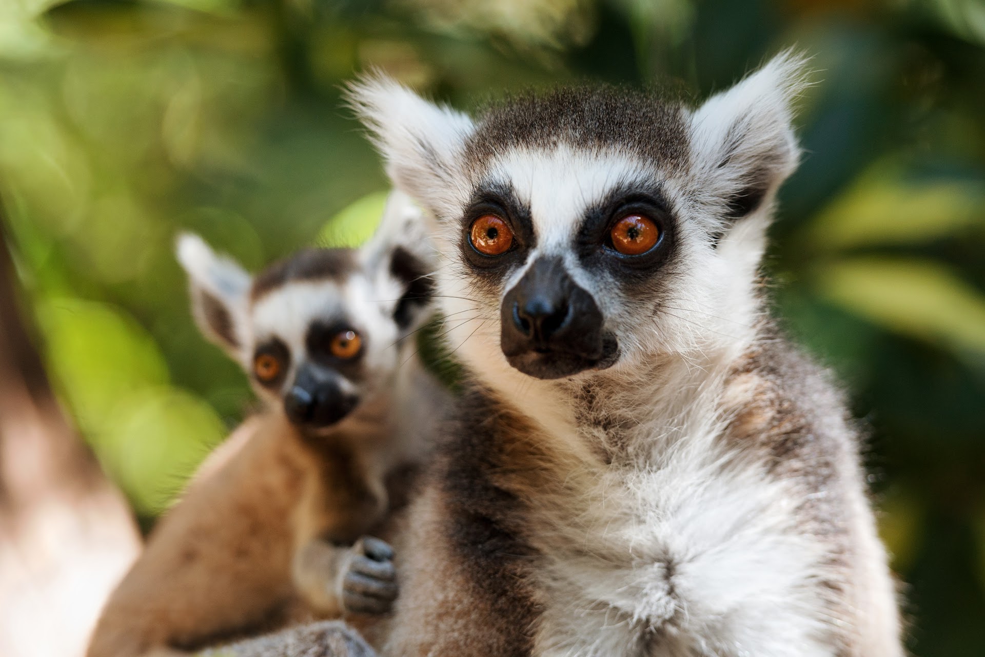 Oasis Wildlife Fuerteventura