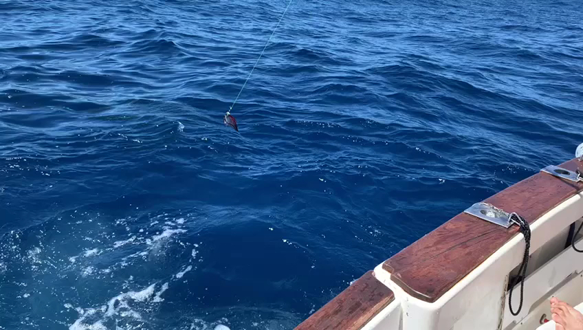 Fishing Charter in Meloneras photo 5