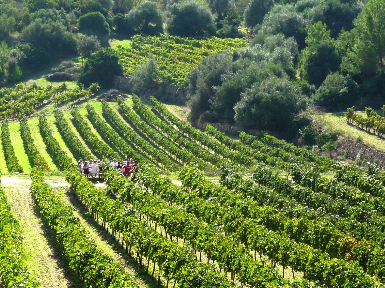 Helicopter Tours in Illetes photo 3