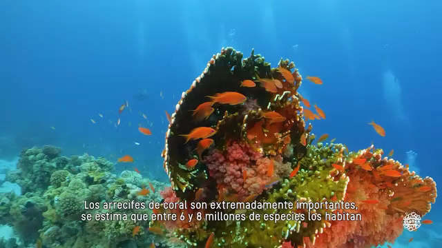 Diving & Snorkeling in Camp de Mar photo 3