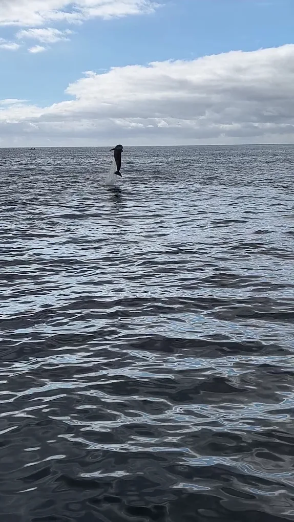 Whale Watching in Los Cristianos photo 2