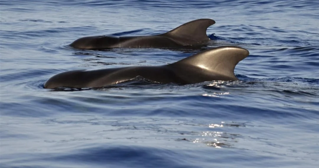 Whale Watching in Los Cristianos photo 4