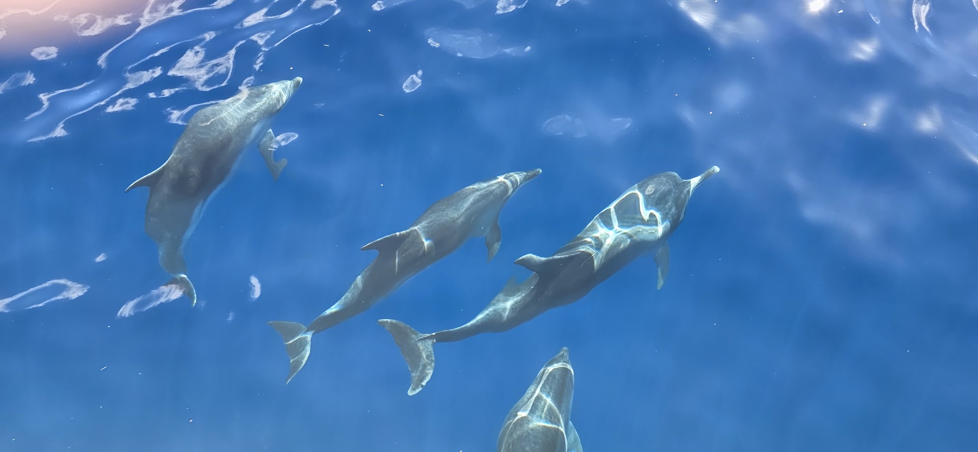 Book Now - Dolphin and Whale Watching Cruise - Gran Canaria: from Puerto Rico