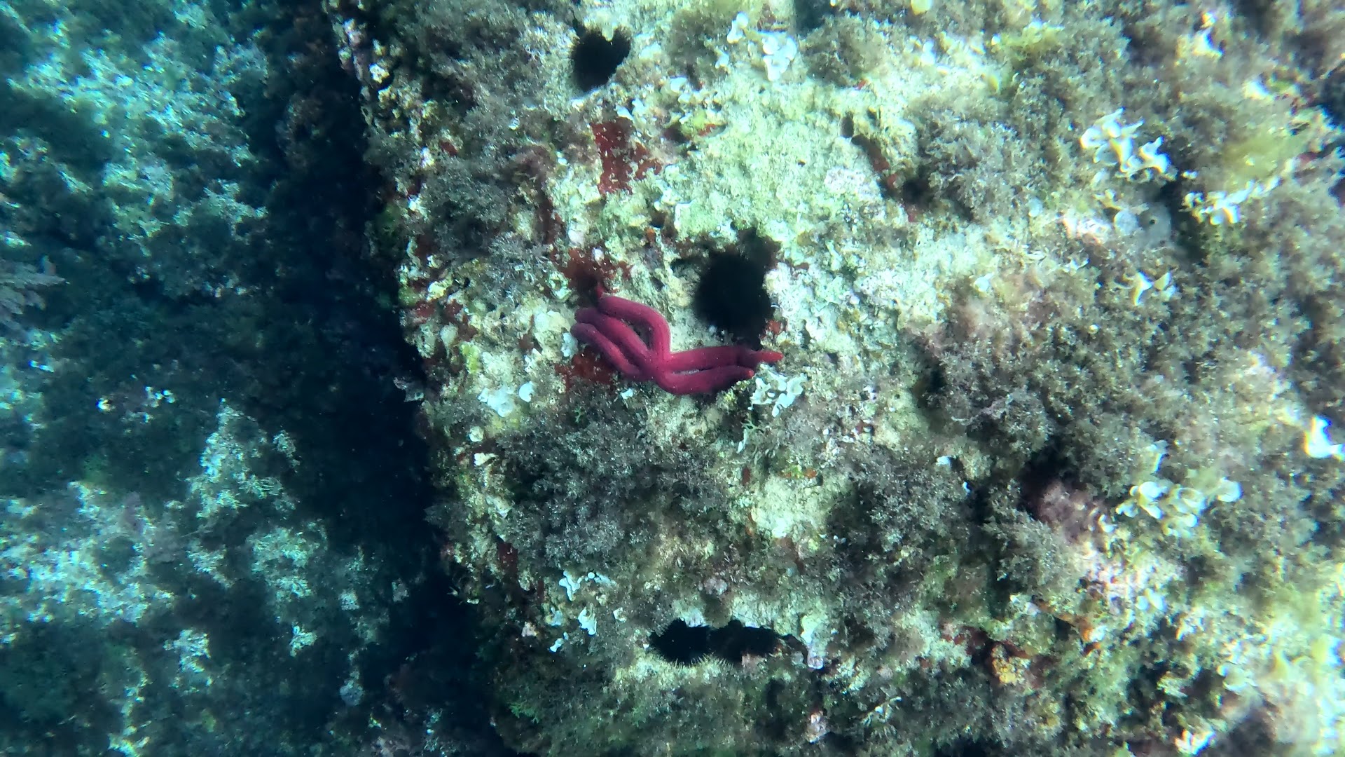 Scuba Courses in Cala de Bou photo 2