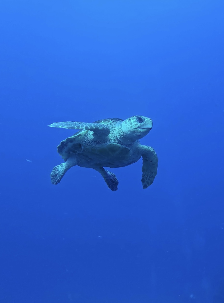 Snorkeling in Playa de las Américas photo 2
