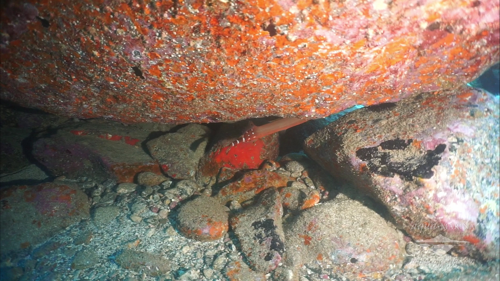 Snorkeling in Playa de las Américas photo 4