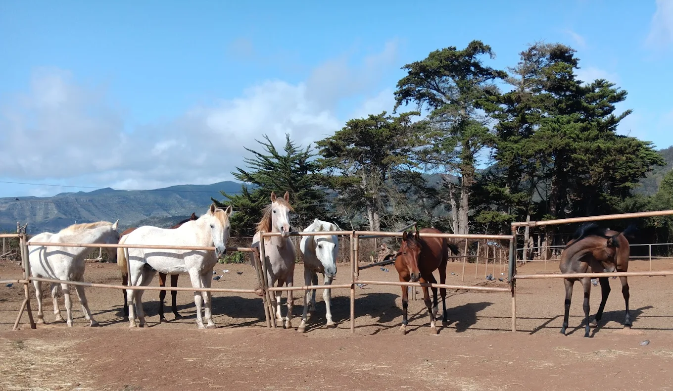 Horseback Riding in El Médano photo 4