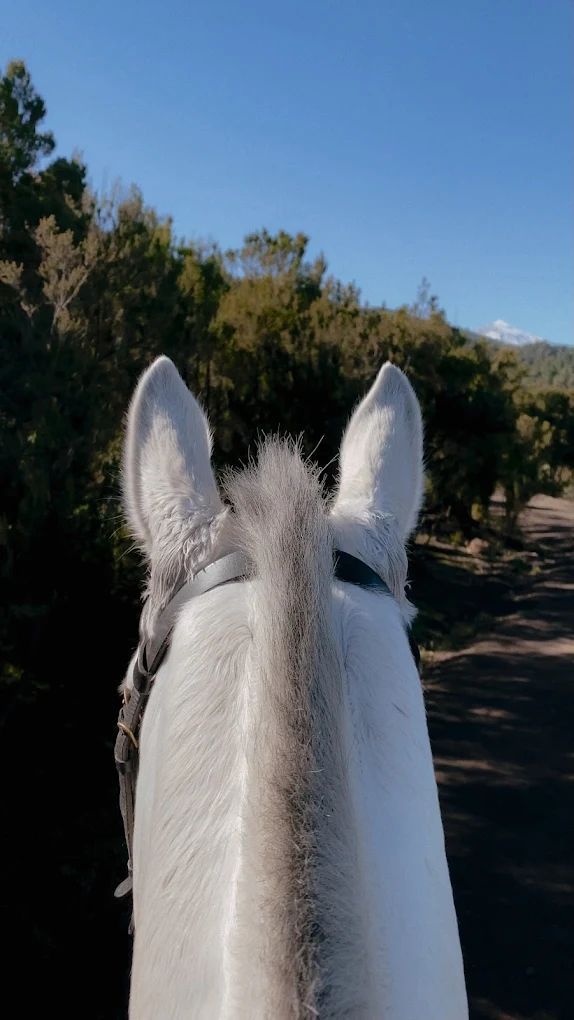 Horseback Riding in El Médano photo 5