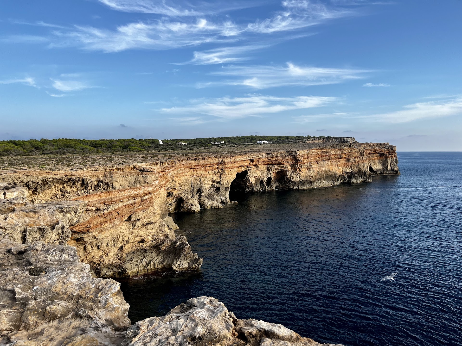 Whale Watching in Cala Saona photo 1