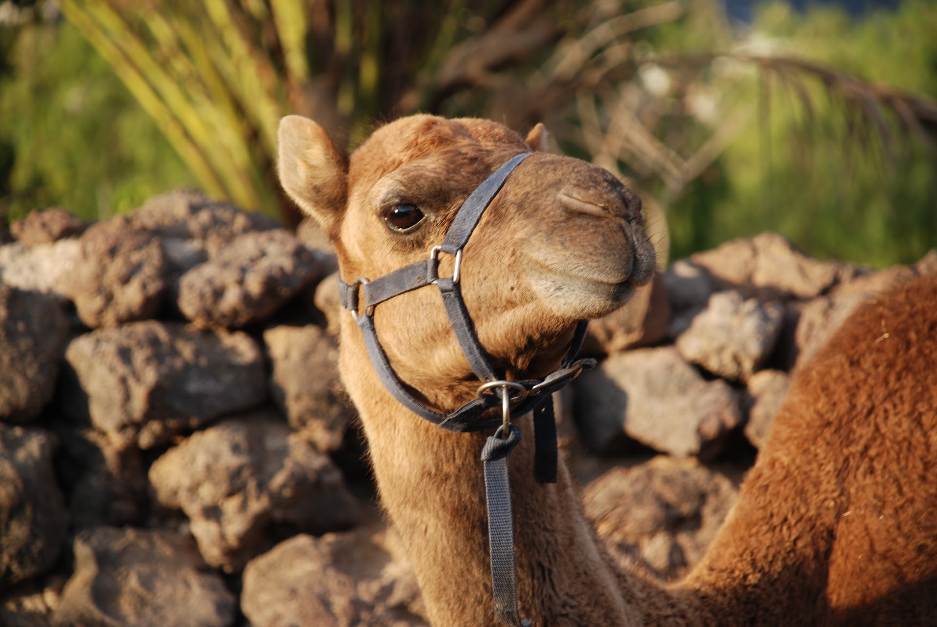 Camel Riding in Playa de las Américas photo 1