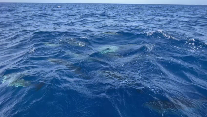 Whale Watching Órzola photo 3